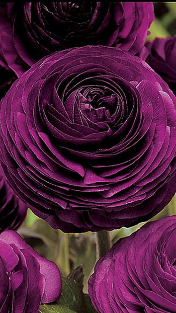 Ranunculus, Purple HD phone wallpaper