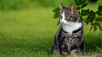 Animals, Grass, Leaves, Sit, Cat HD wallpaper