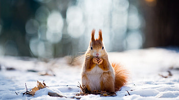 Animal background the snow HD wallpaper