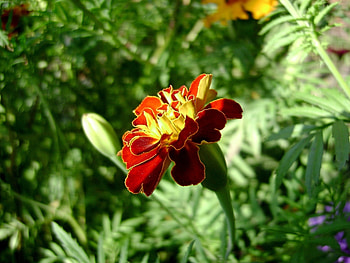 Plants, Flowers HD wallpaper