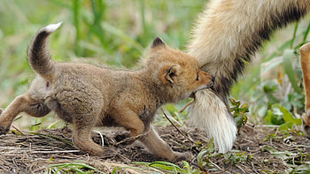 Baby Fox, Baby, grass, tail, fox HD wallpaper