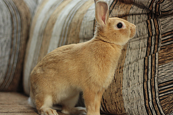 Cookie no sofá, bunny, brown, rodent, rabbit HD wallpaper