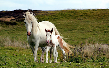 *** My mom and me... ***, kobyla, zwierzeta, kiziak, konie HD wallpaper