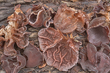 Large wood ear mushrooms, Park college station Texas, Slideshow, Food HD wallpaper