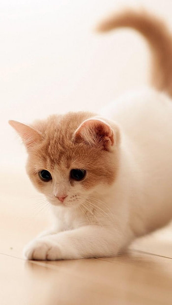 A Cute, Kitten HD phone wallpaper