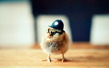 Feathered beauty, Poultry charm, Stunning plumage, Majestic birds HD wallpaper