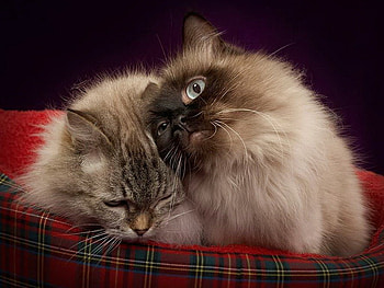 Kittens, sweet, animal, kitten, cat, feline, sleep HD wallpaper