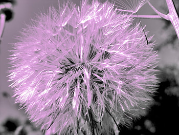winter wine, winter, suttle, purple, listen HD wallpaper