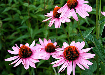Flowers, Close-Up, Greens, Flower Bed, Flowerbed, Echinacea HD wallpaper