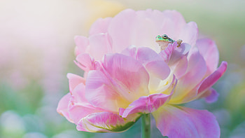 :), bujor, amphibian, peony, frog, pink, broasca, flower, green, macro HD wallpaper