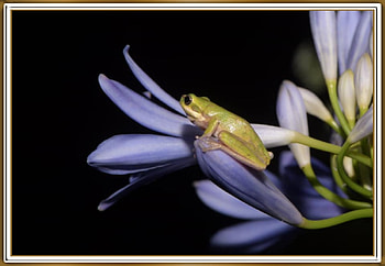 FROG ON AGAPATHUS FLOWER, FLOWER, NATURE, FROG HD wallpaper