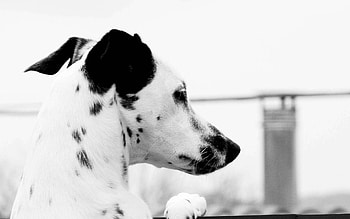 Animals, Dog, Stains, Spots, Head, Dalmatian HD wallpaper