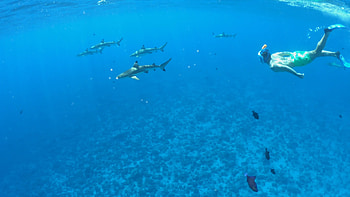 Sharks, Snorkeling HD wallpaper