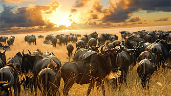 Serengeti National Park, Migration safari, Tanzania adventure, African wilderness HD wallpaper