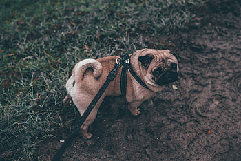 Animals, Dog, Leash, Stroll, Pug HD wallpaper