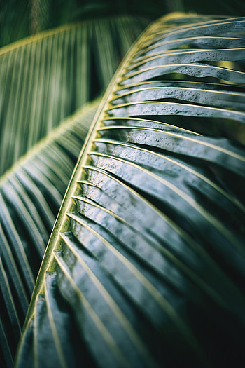 Plant, Macro, Wet, Palm, Leaflet HD phone wallpaper