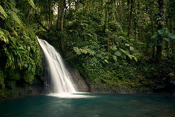 Peaceful waterfall amidst vibrant greenery in Guadeloupe's rainforest. HD wallpaper