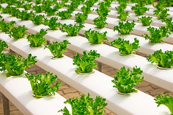 Fresh hydroponic lettuce plants growing in an indoor farm setup, showcasing modern agriculture. HD wallpaper