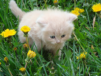Animals, Cats HD wallpaper