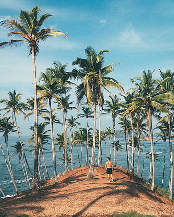 Man walking amidst coconut palms by the ocean in Mirissa, Sri Lanka, embodying tropical paradise vibes. HD phone wallpaper