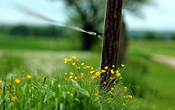 Grass, Macro, Fence HD wallpaper