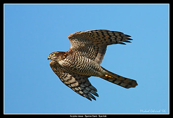 Sparrow Hawk in Flight, blue sky, wings, prey bird, feathers, flight HD wallpaper