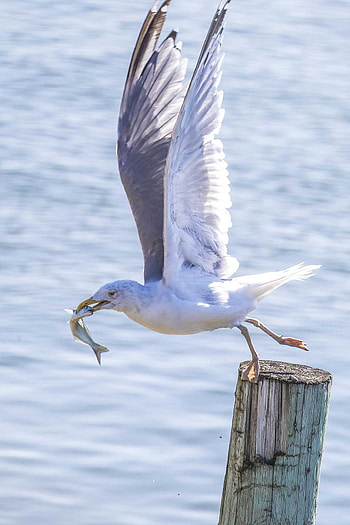 True story, Smeagull's tale, Eccentric seagull, Unique preferences HD phone wallpaper