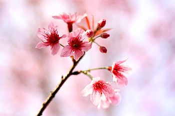 Flowers, Cherry, Macro, Bloom, Flowering, Spring HD wallpaper