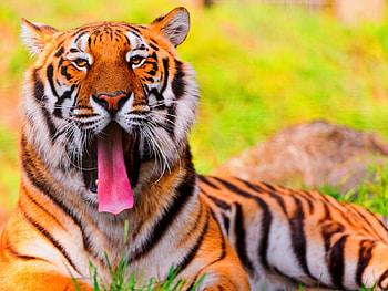 :), animal, pink, tiger, tigru, funny, orange, tongue HD wallpaper