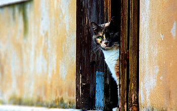 Animals, Cat, Spotty, Spotted, Door, Peek Out, Look Out HD wallpaper