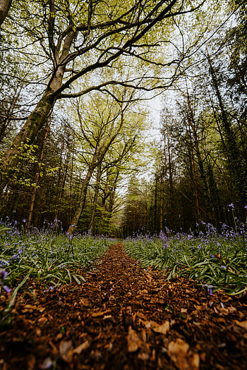 Nature, Forest, Bloom, Flowering, Path, Spring HD phone wallpaper