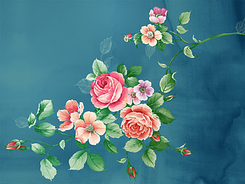 Plants, Flowers, Roses HD wallpaper