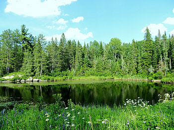 Beautiful River, graphy, Forest, Nature, River, Sky HD wallpaper