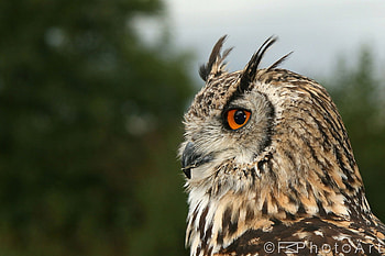 The Owl, animal, fur, eyes, brown HD wallpaper