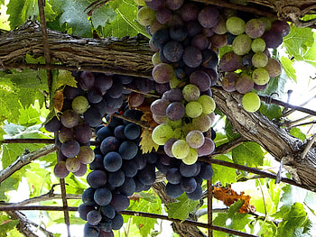 Arbor Grapes, Fruit, Grapes, Nature, Arbors, Vines HD wallpaper