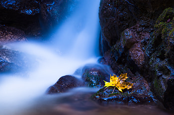 Nature, Water, Stones, Autumn, Sheet, Leaf, Maple HD wallpaper
