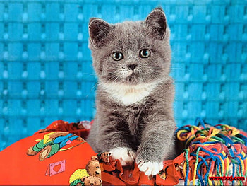 My name is Mingo, blue, kitten, russian, cat, play HD wallpaper