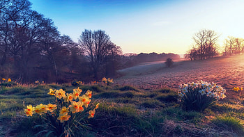 Spring Flowers, Bedfordshire, England, sky, blossoms, landscape, trees, clouds, sunrise HD wallpaper