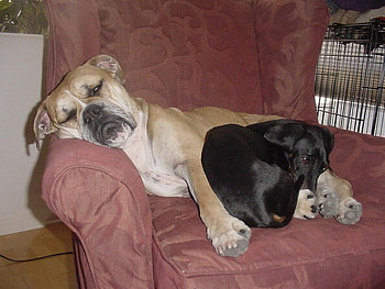 BOXER AND DACHSHUND, cosy, chair, friends, sharing HD wallpaper