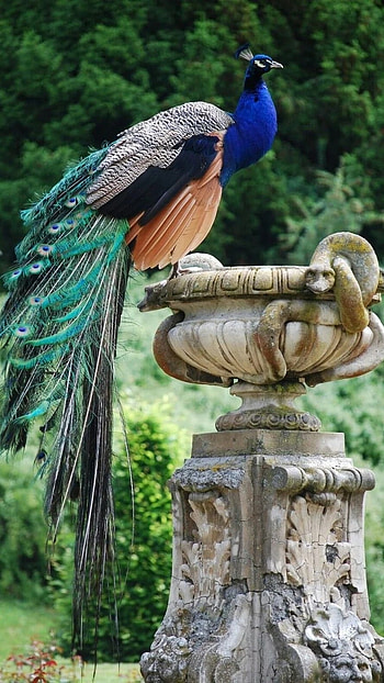 Peacock, Adorable Bird, Beautiful Bird HD phone wallpaper