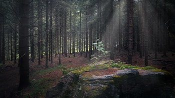 New Life, forest, life, new, tree HD wallpaper