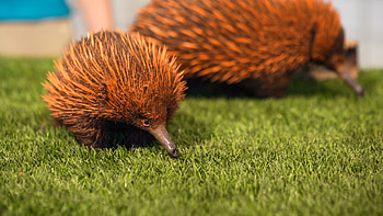 Baby echidna, Busch Gardens, Rare wildlife, Cutest baby animals HD wallpaper