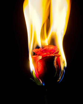 Flowers, Fire, Flower, Flame, Rose Flower, Rose HD phone wallpaper