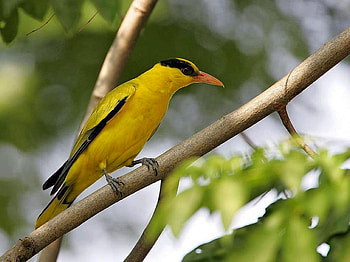 Yellow Bird, beautiful, bird, , yellow HD wallpaper