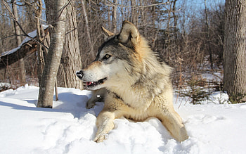 Animals, Winter, Snow, To Lie Down, Lie, Predator, Wolf HD wallpaper