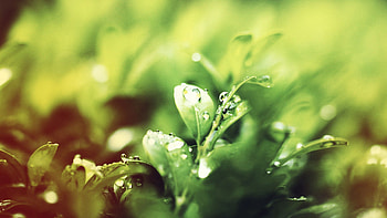 Grass, Rain, Drops, Macro, Glare, Shine, Light, Shadow HD wallpaper