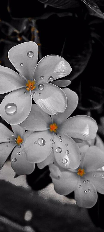 LoveLife, close-up, graph, plumeria, flower HD phone wallpaper