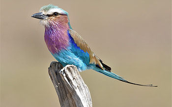 Lilac-brested Roller, animal, lilac breasted roller, nature, bird HD wallpaper