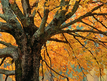 Plants, Trees, Autumn HD wallpaper