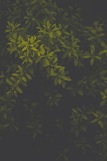 Leaves, Dark, Gloomy HD phone wallpaper